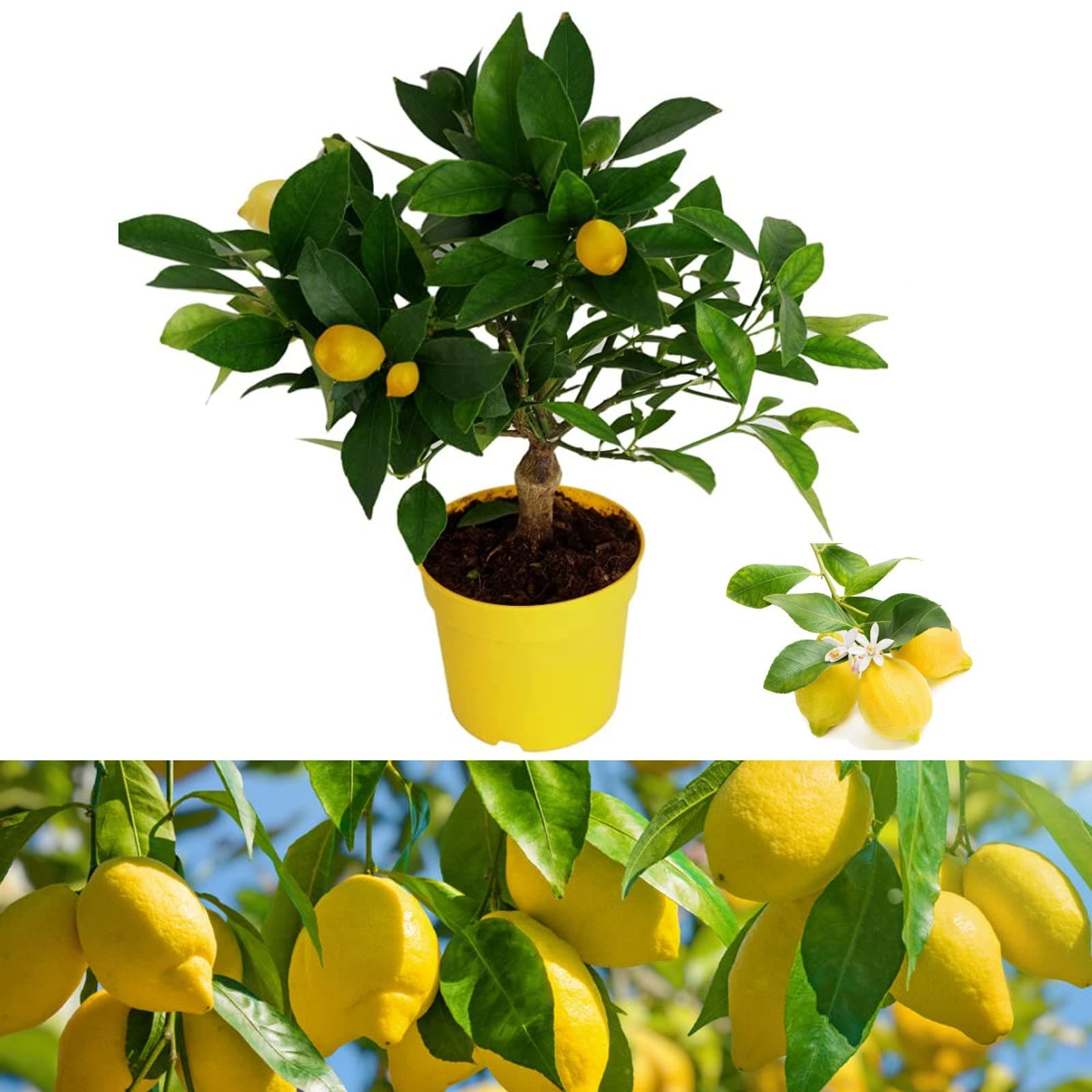 Citrus Lemon Tree - Mini Lemon Tree Indoor Plant - Produces Fresh Lemons - Indoor Citrus Houseplant (Regular Packaging)