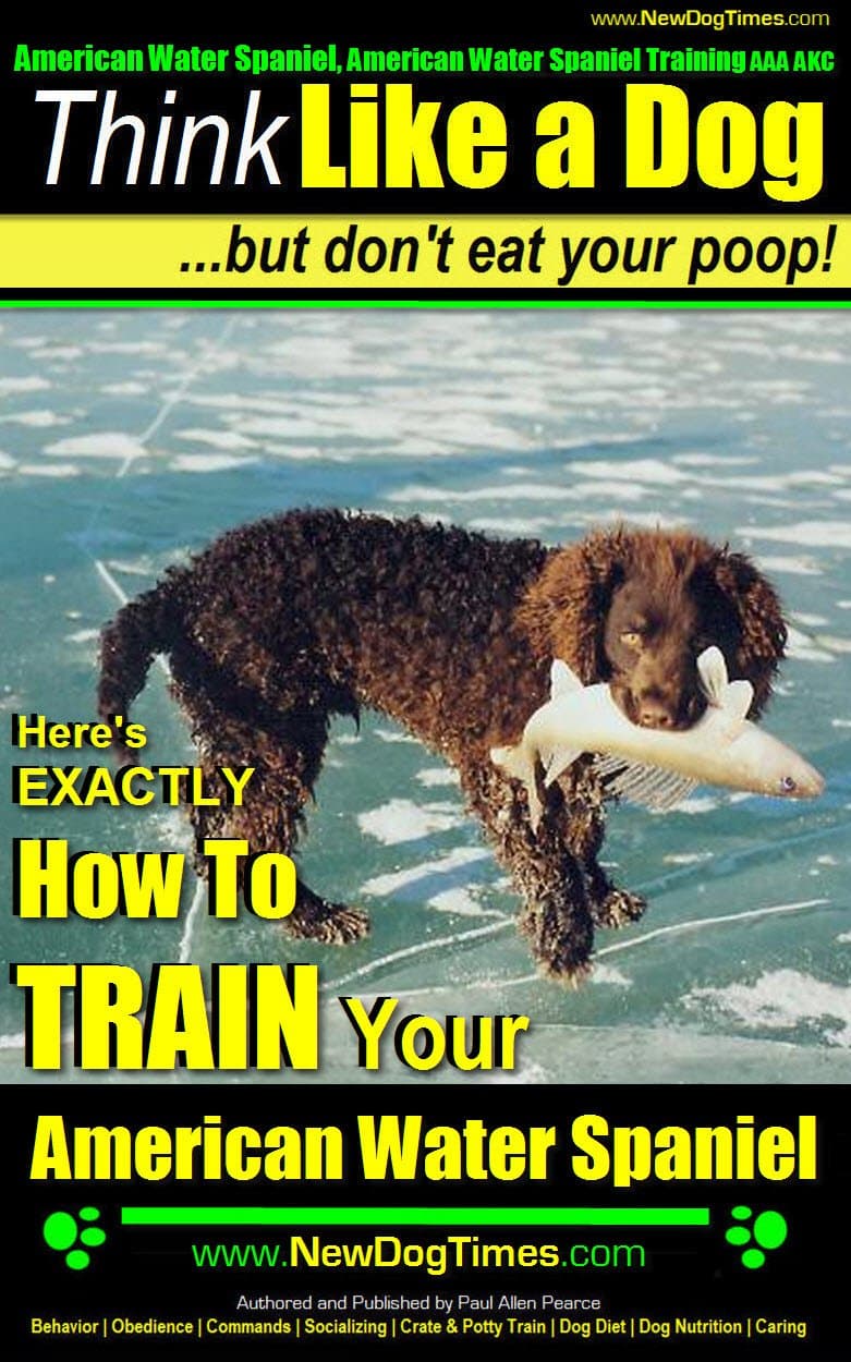 American Water Spaniel, American Water Spaniel Training AAA AKC: Think Like a Dog, But Don’t Eat Your Poop! | Breed Expert Training |: Here's EXACTLY How To Train Your American Water Spaniel