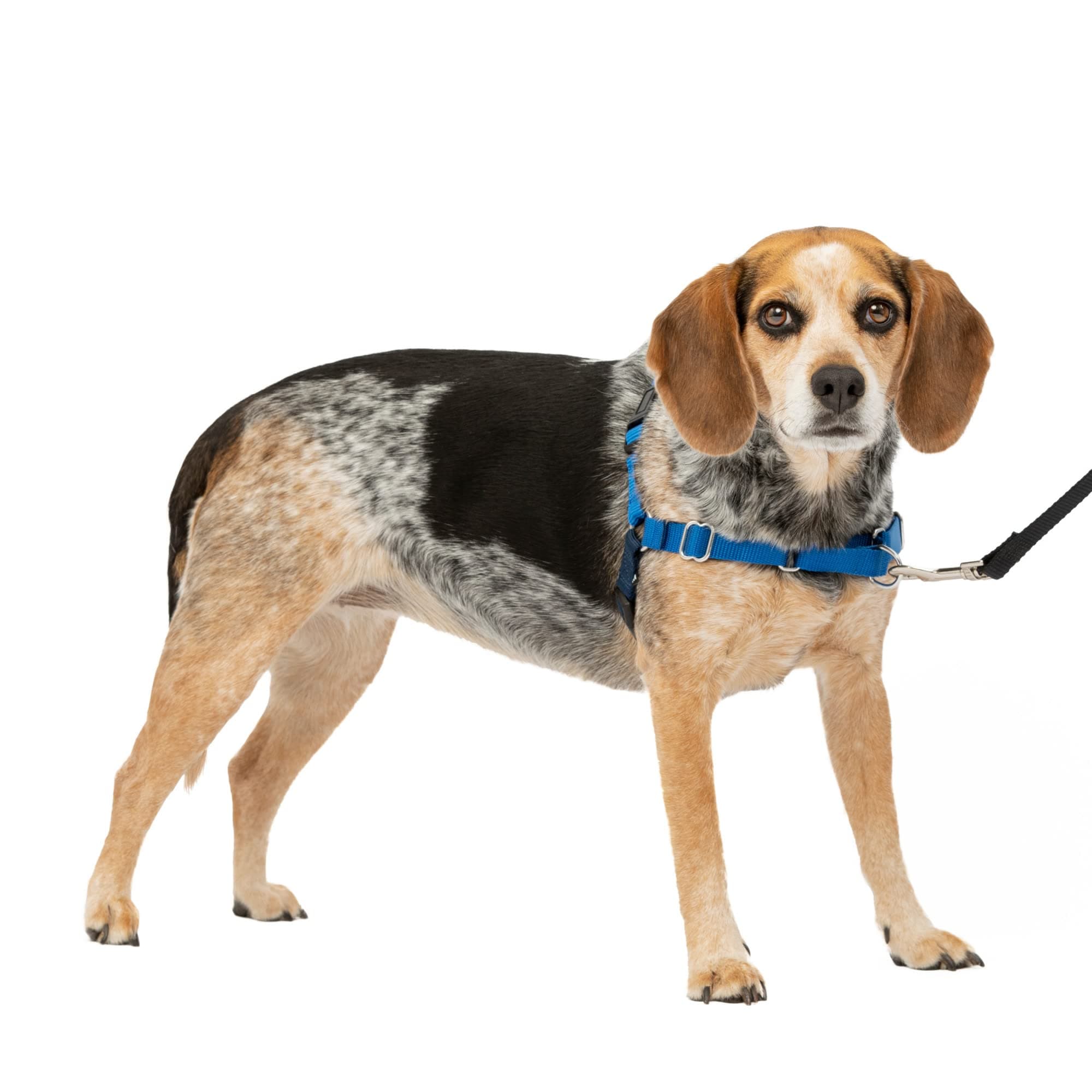 Easy Walk Harness for Dogs - Pull-Free Walks - Patented Martingale Loop Design - Front Chest Leash Attachment - Comfort Straps - Breathable Harness Design - Small/Medium, Royal Blue/Navy Blue