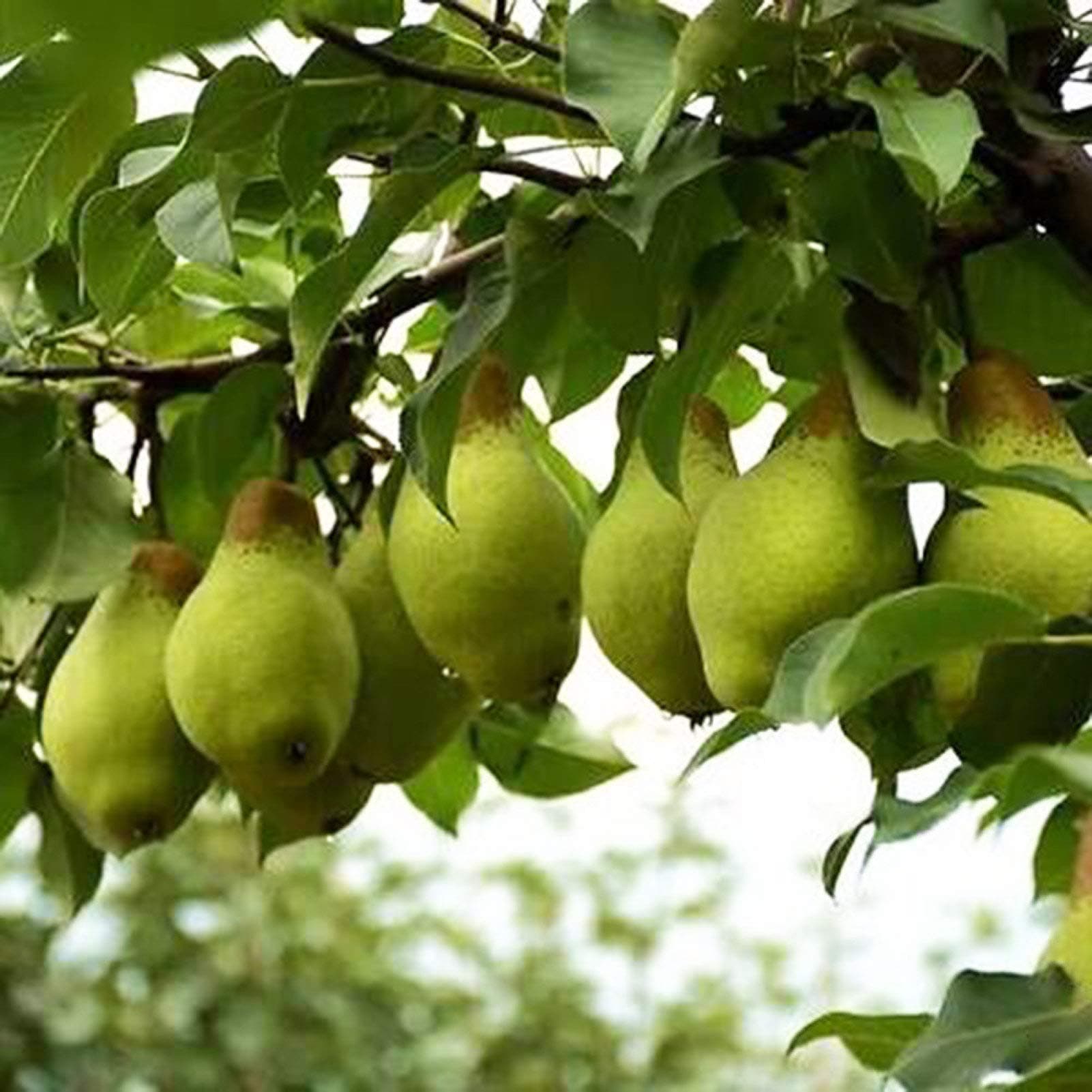 LHTL Fresh Fruit Seed with 30/60Pcs Pear Tree Seeds Sweet Delicious Fruit Garden Yard Farm Bonsai Plant for Planting Garden Yard Home Landscaping