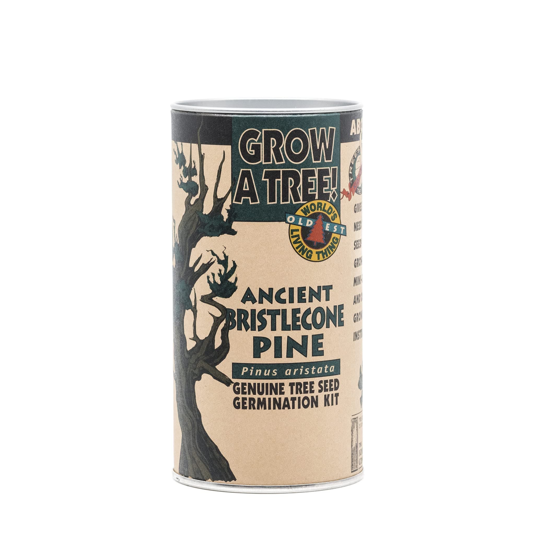 Ancient Bristlecone Pine | Tree Seed Grow Kit | The Jonsteen Company