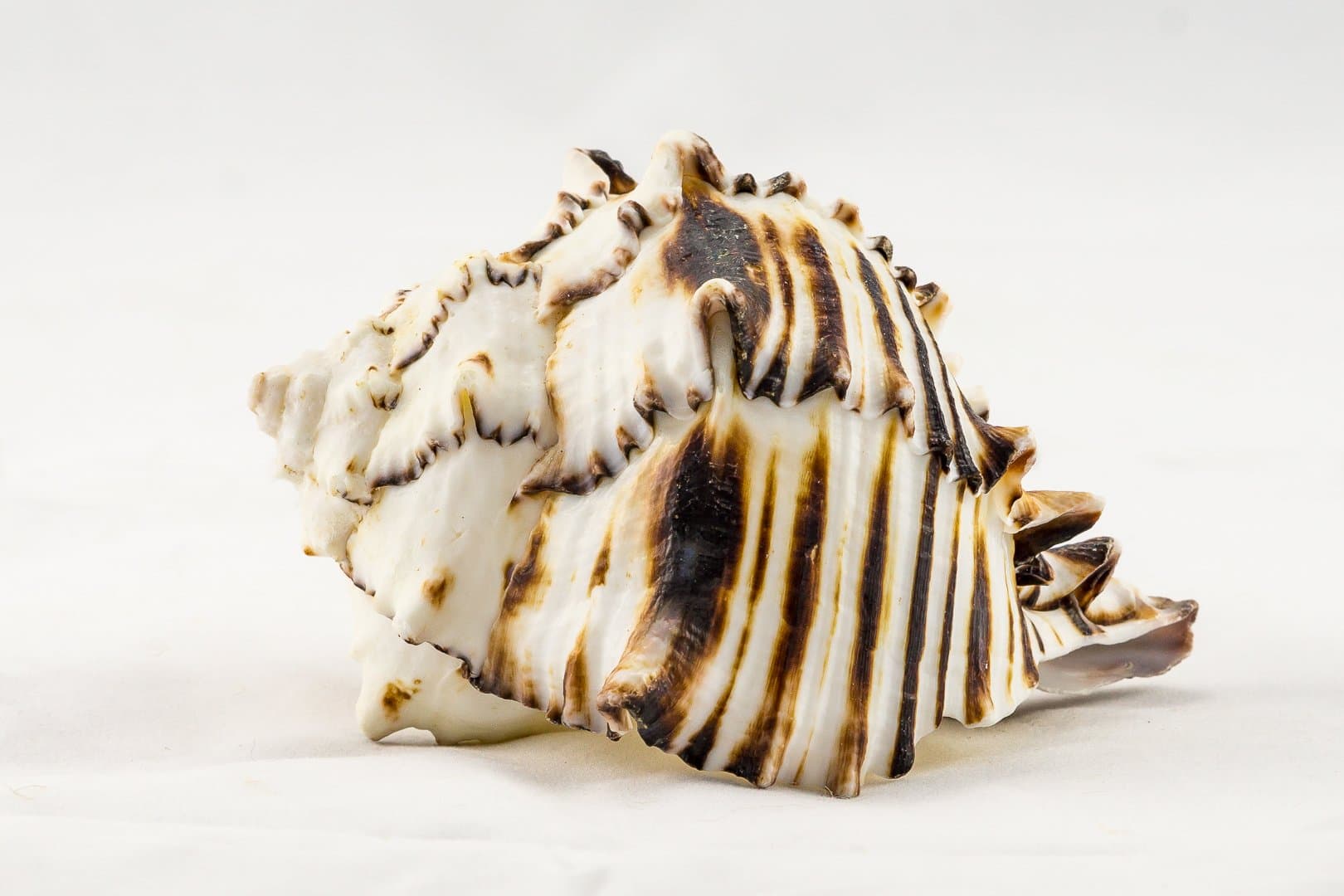 Black Murex | Black Murex Sea Shells | Collector Shell | 1 Piece Set for Display or Decor | Plus Free Nautical Ebook by Joseph Rains (5")