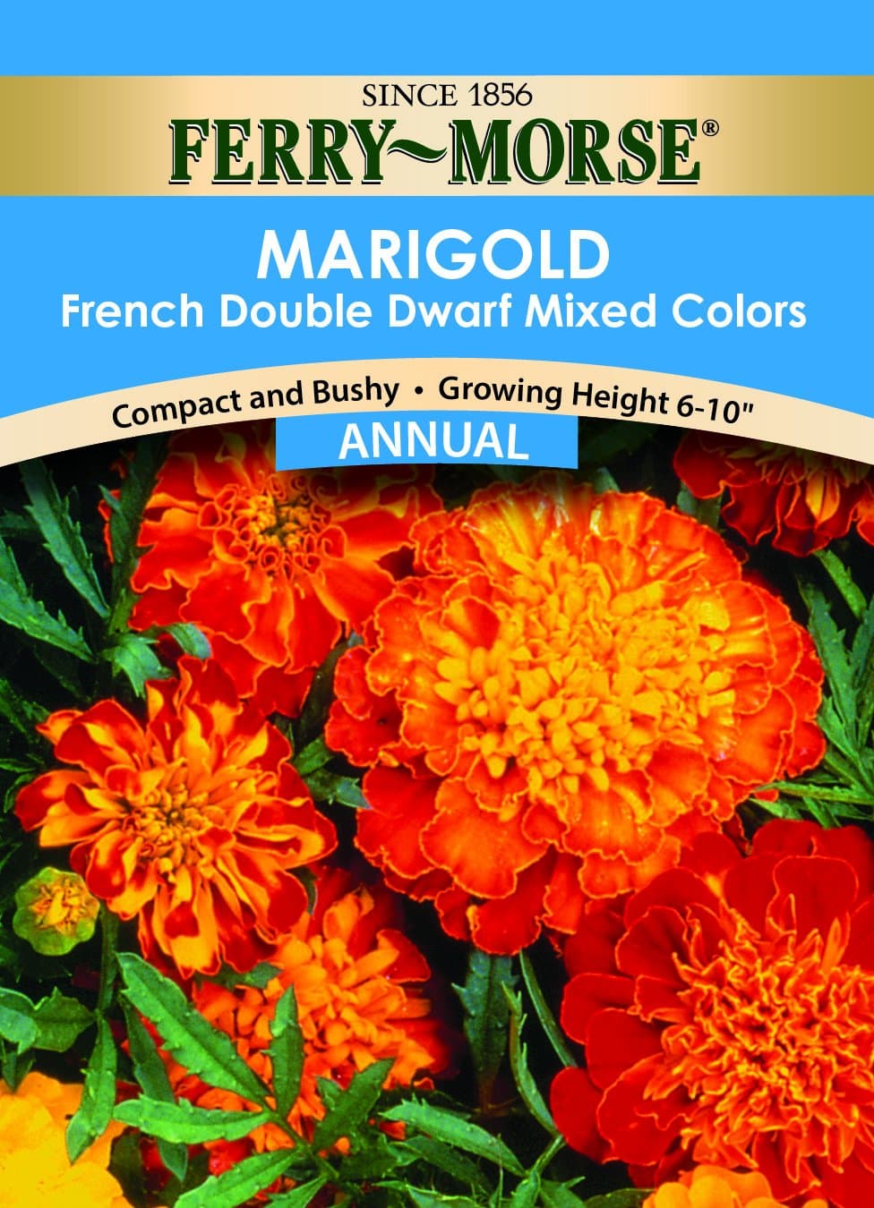 Ferry- Morse Marigold Dwarf Double Mixed Colors Flower Seed