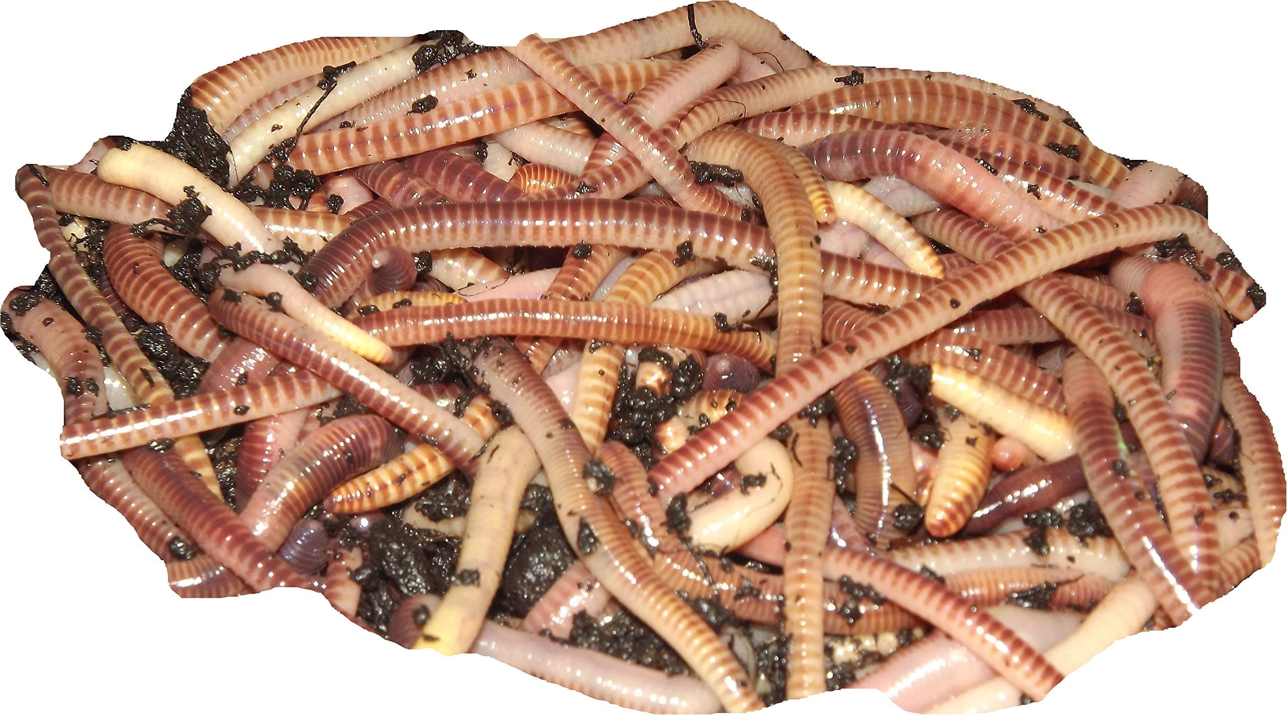 Yorkshire Worms TIGER COMPOST WORMS - Suitable for Composting and Wormery Starter Packs(1kg)