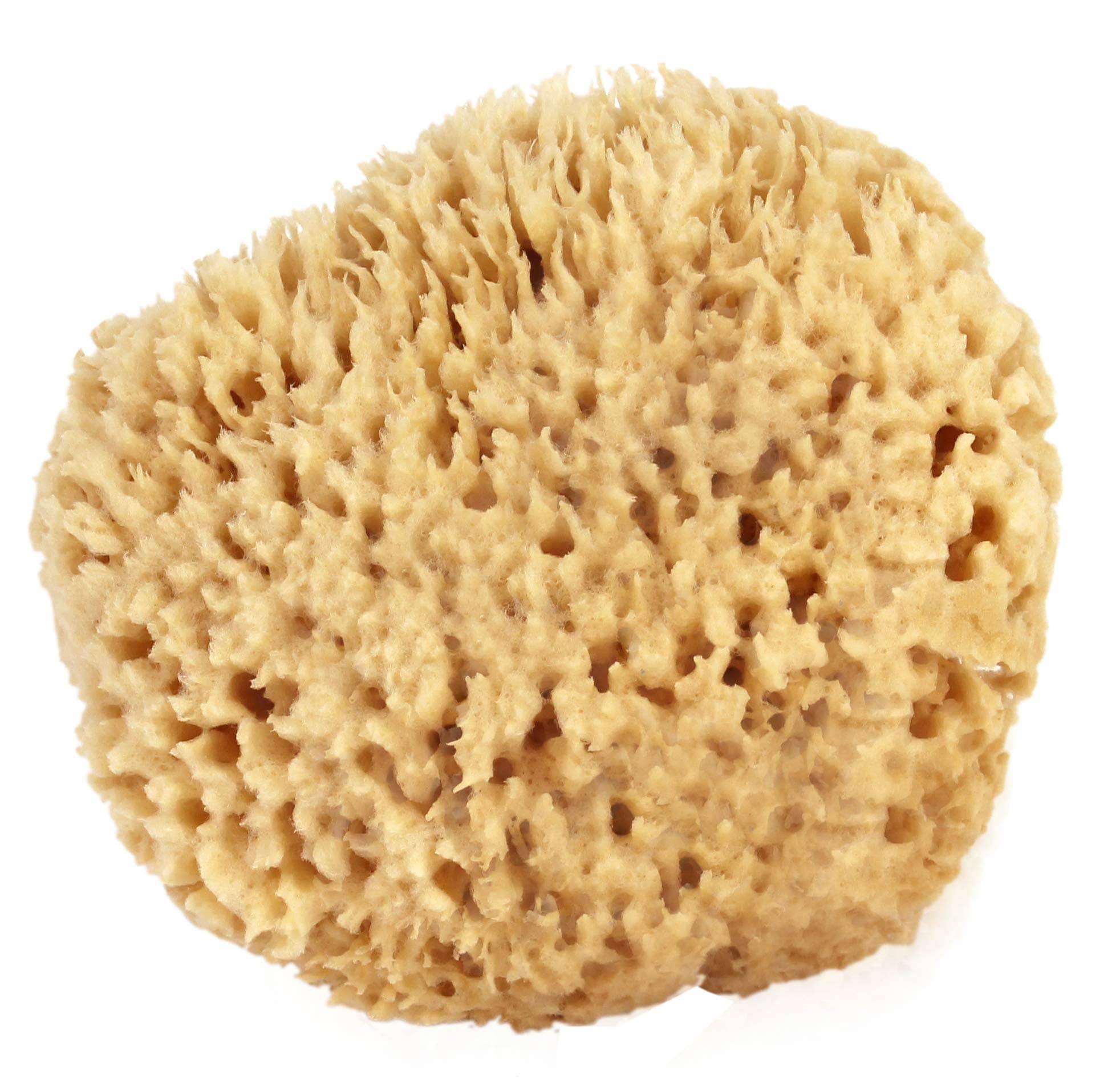 Bath & Shower Express Sea Wool Sponge 6-7 (X-Large) by Ã‚ Natural Renewable Resource!