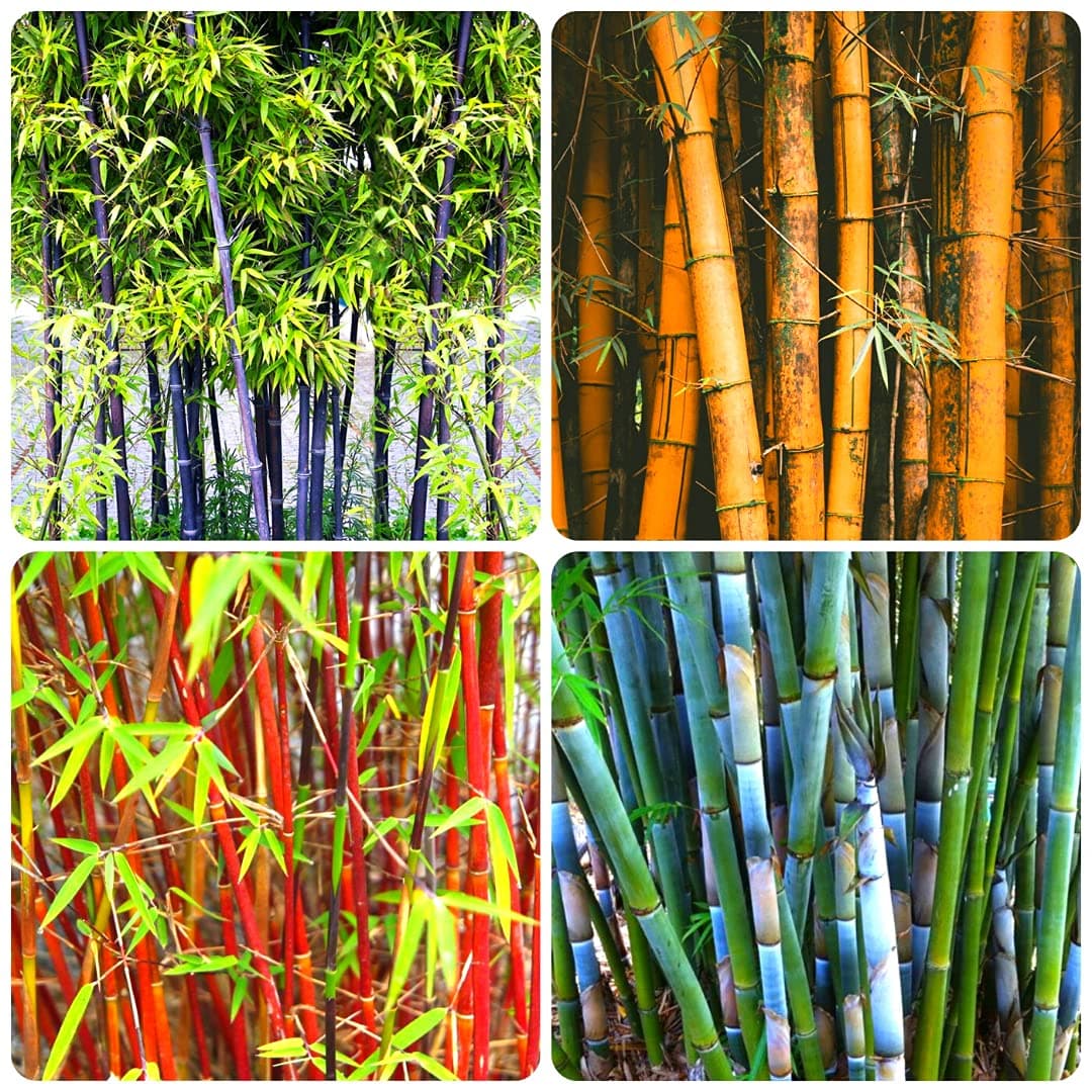 Mixed Black Bamboo Seed, Red Bamboo, Orange Bamboo, Blue/White Bamboo, 200+ Seed to Plant, Privacy Screen