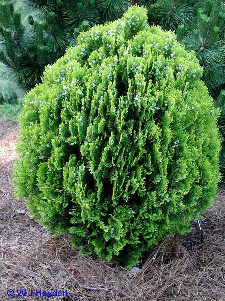 American Arborvitae, Thuja Occidentalis, Tree 50 Seeds