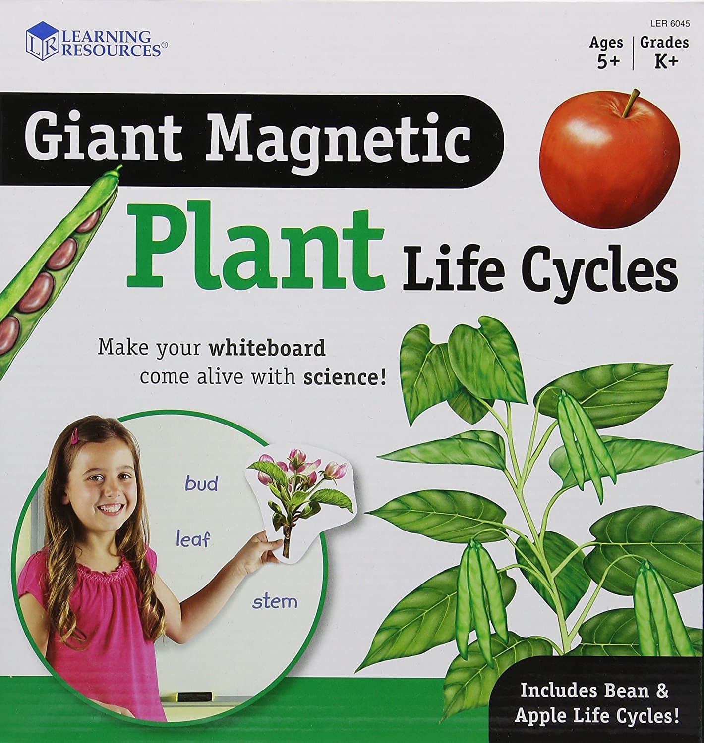 Giant Magnetic Plant Life Cycle - STEM Growing Seed, Montessori Tree , Biology Cards, Classroom Teacher Must Haves Activities, Science Homeschool Essentials, Gifts for Students