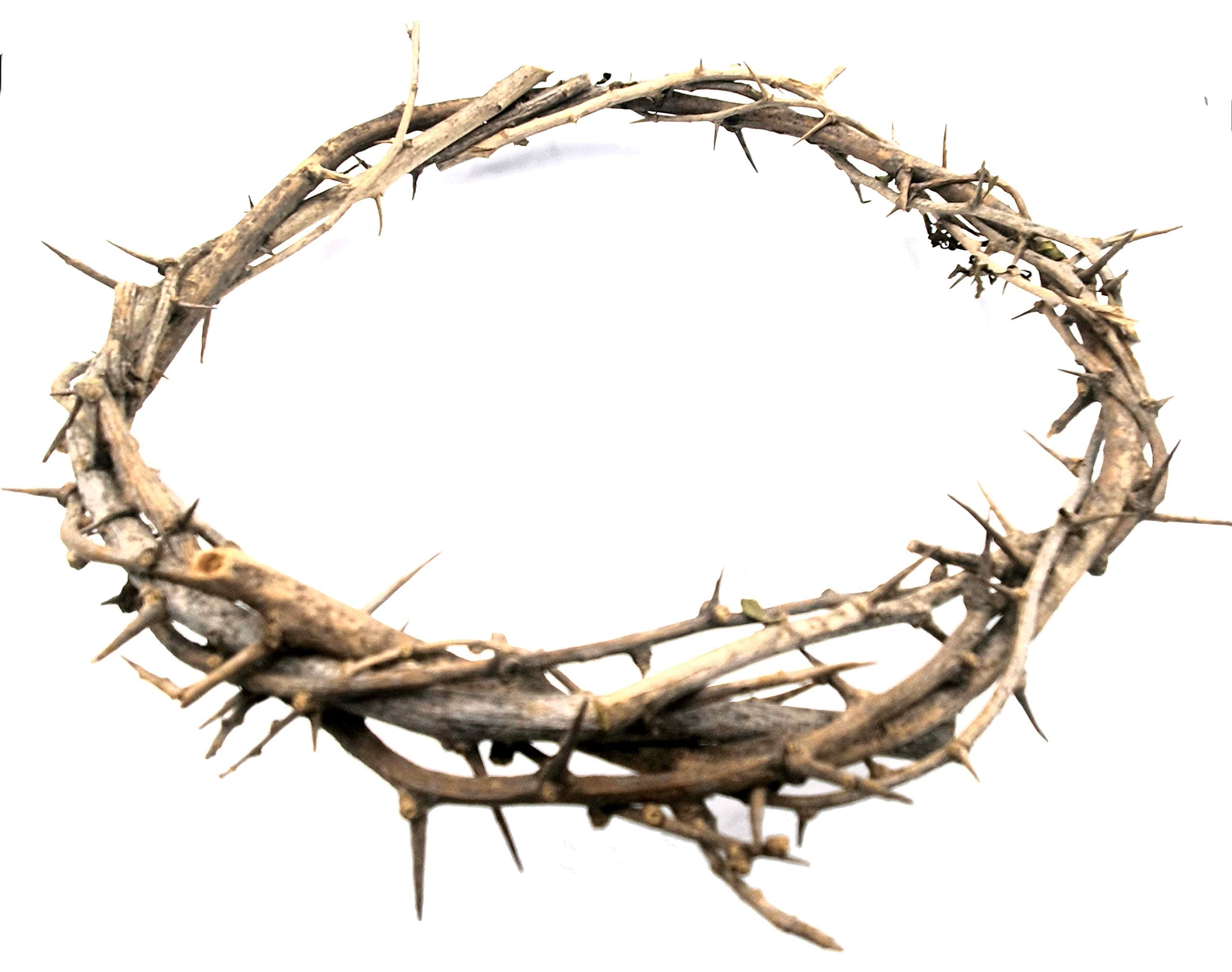 7.5" Crown of Thorns from Bethlehem Jerusalem – Authentic Holy Land Passion of Christ Gift Boxed Ornament HLG027