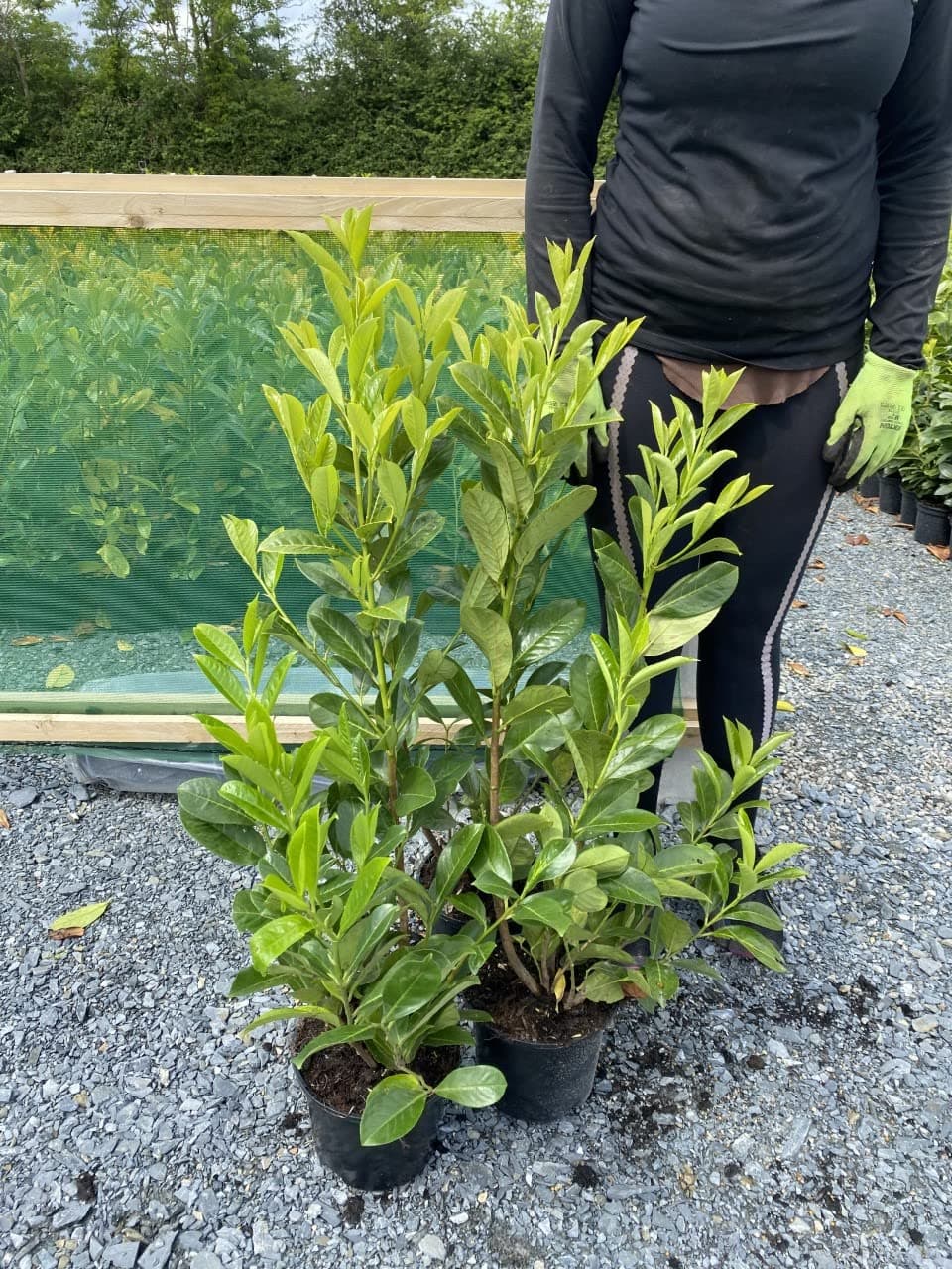 5 Cherry Laurel Hedging Evergreen Plants Fast Growth 2.5-3ft Large 3 Litre Pots Sunnyside Nurseries