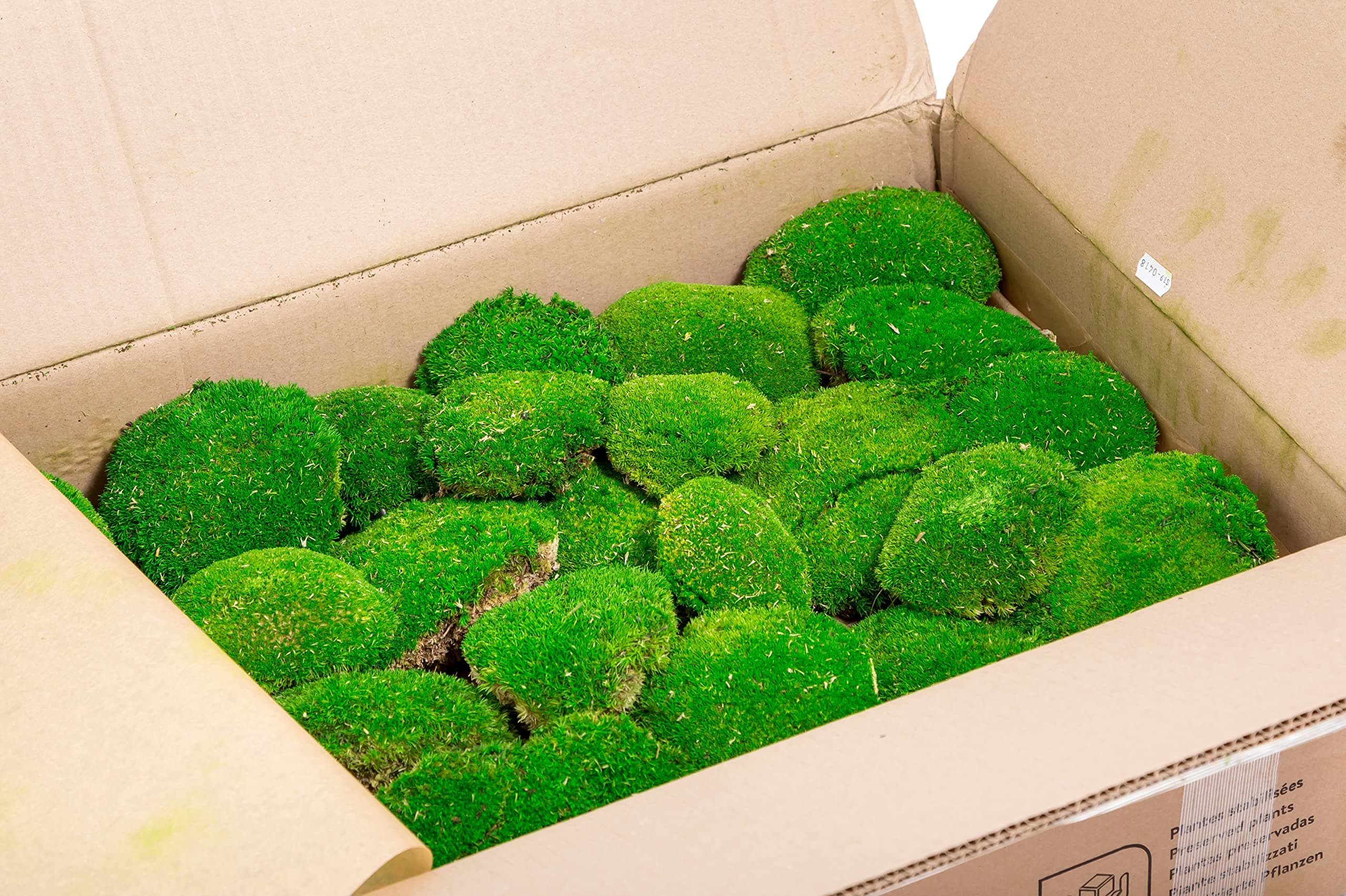 Bulk Box Preserved Bun Moss Forest Green