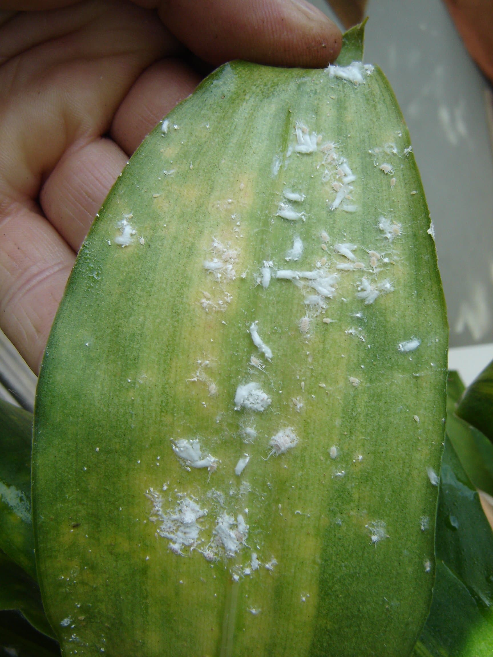 Cryptolaemus pack of 10 larvae to control mealy bug