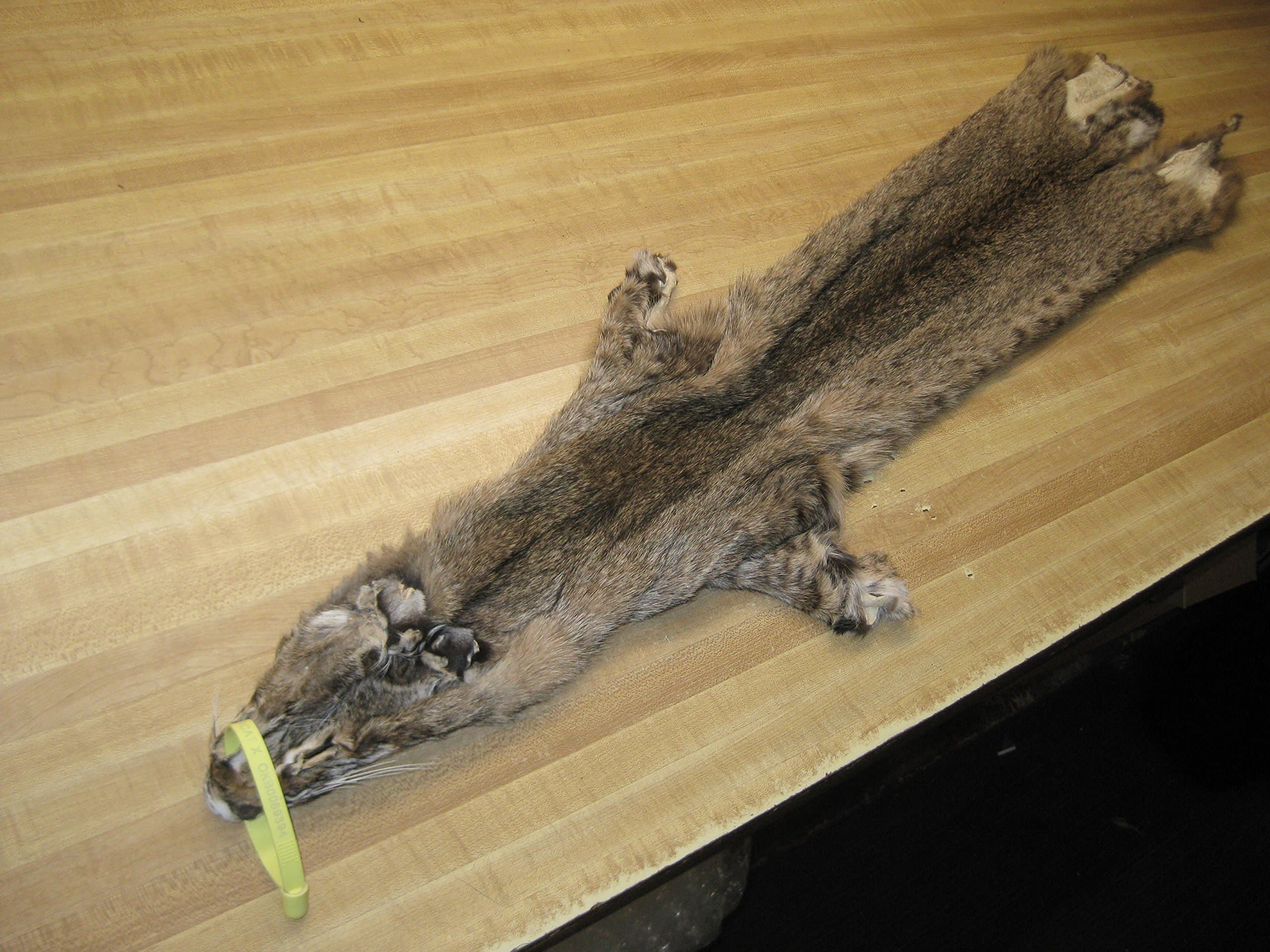 Tanned Bobcat Hide # 2 Quality Fur (38-42")