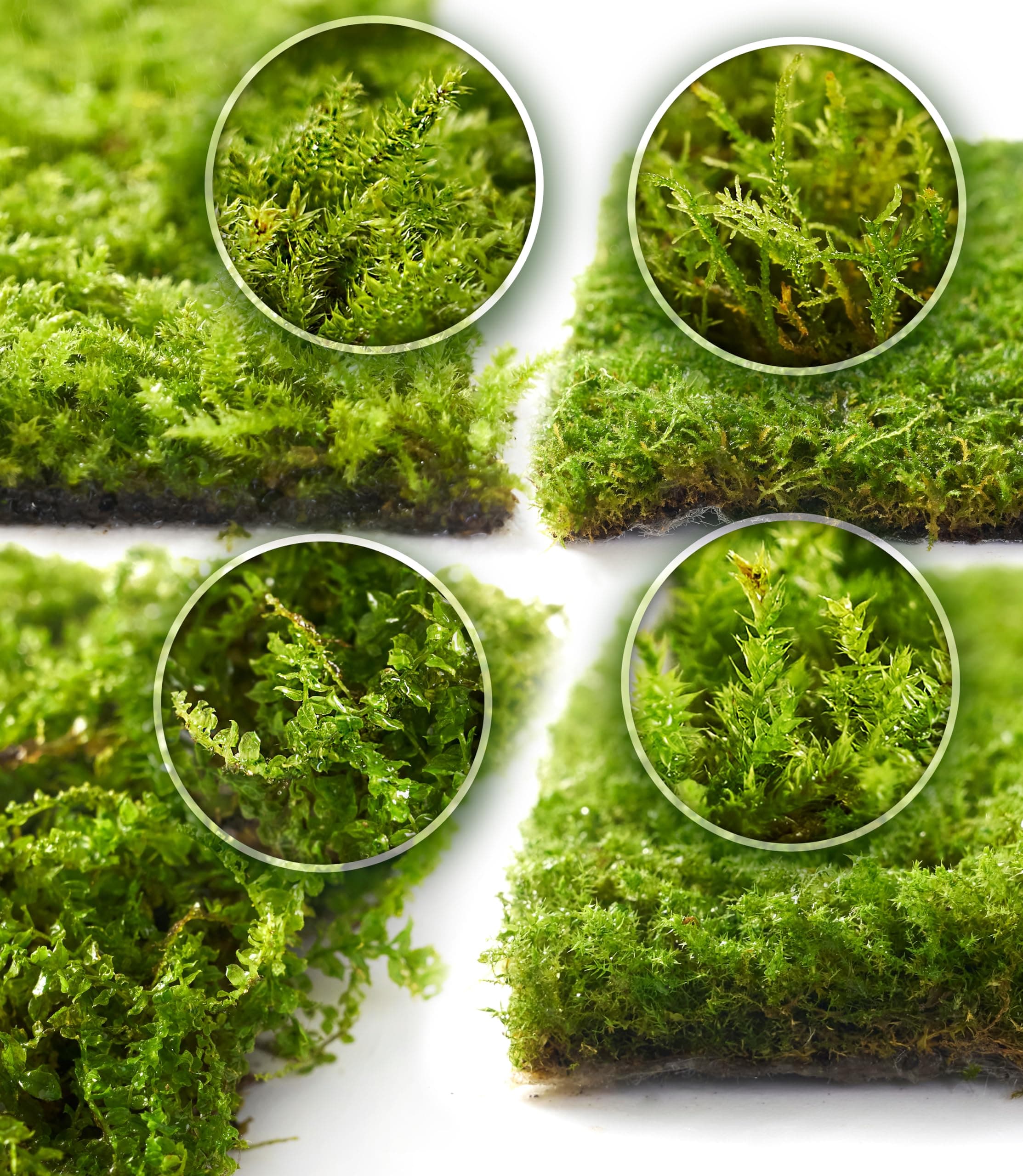 Live Moss 4-Pack – Mixed Moss for Potted Plants, Soil Cover, Succulents, Bonsai & Indoor Greenery Decor – Real Living Moss (Each 3.5"x7")