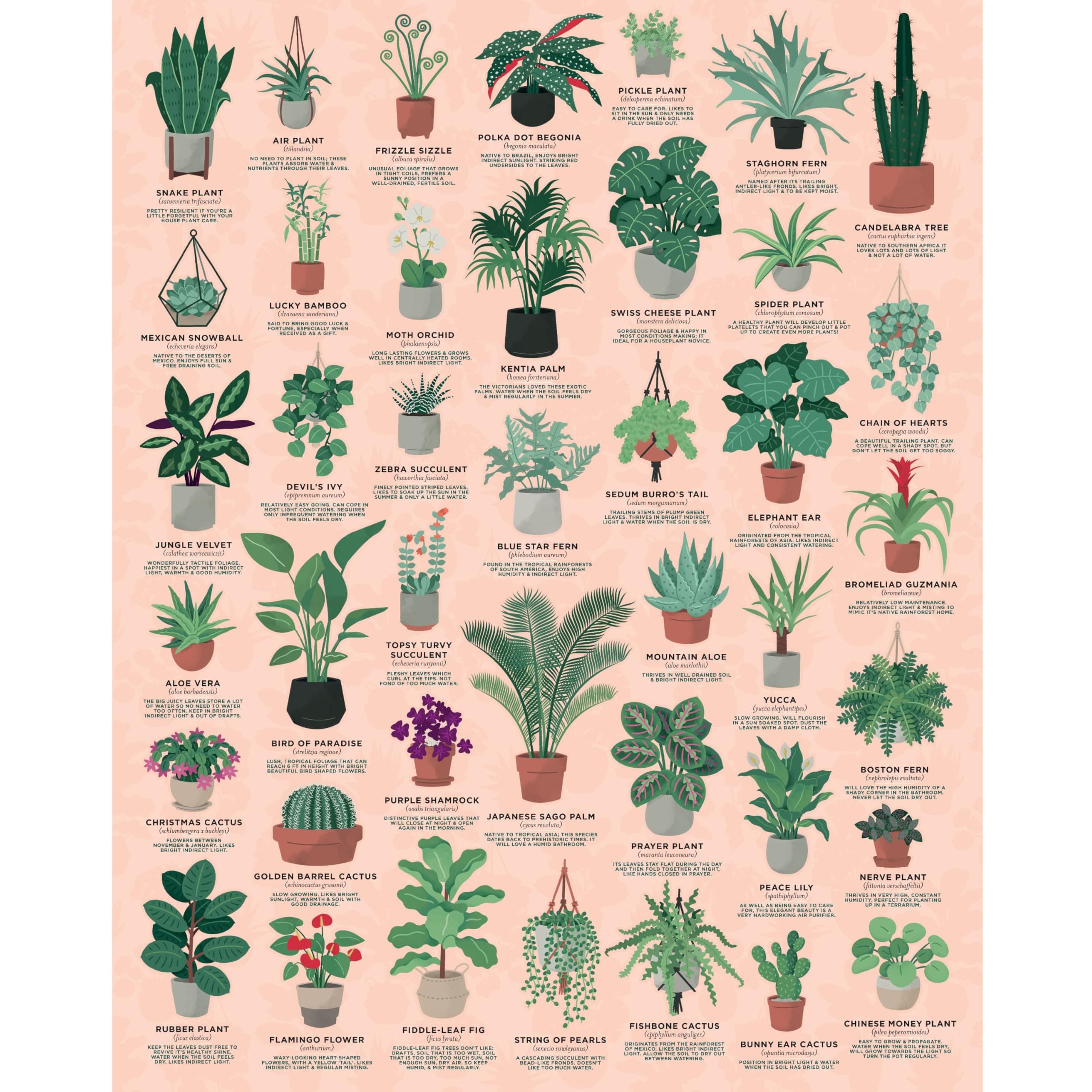 House Plants