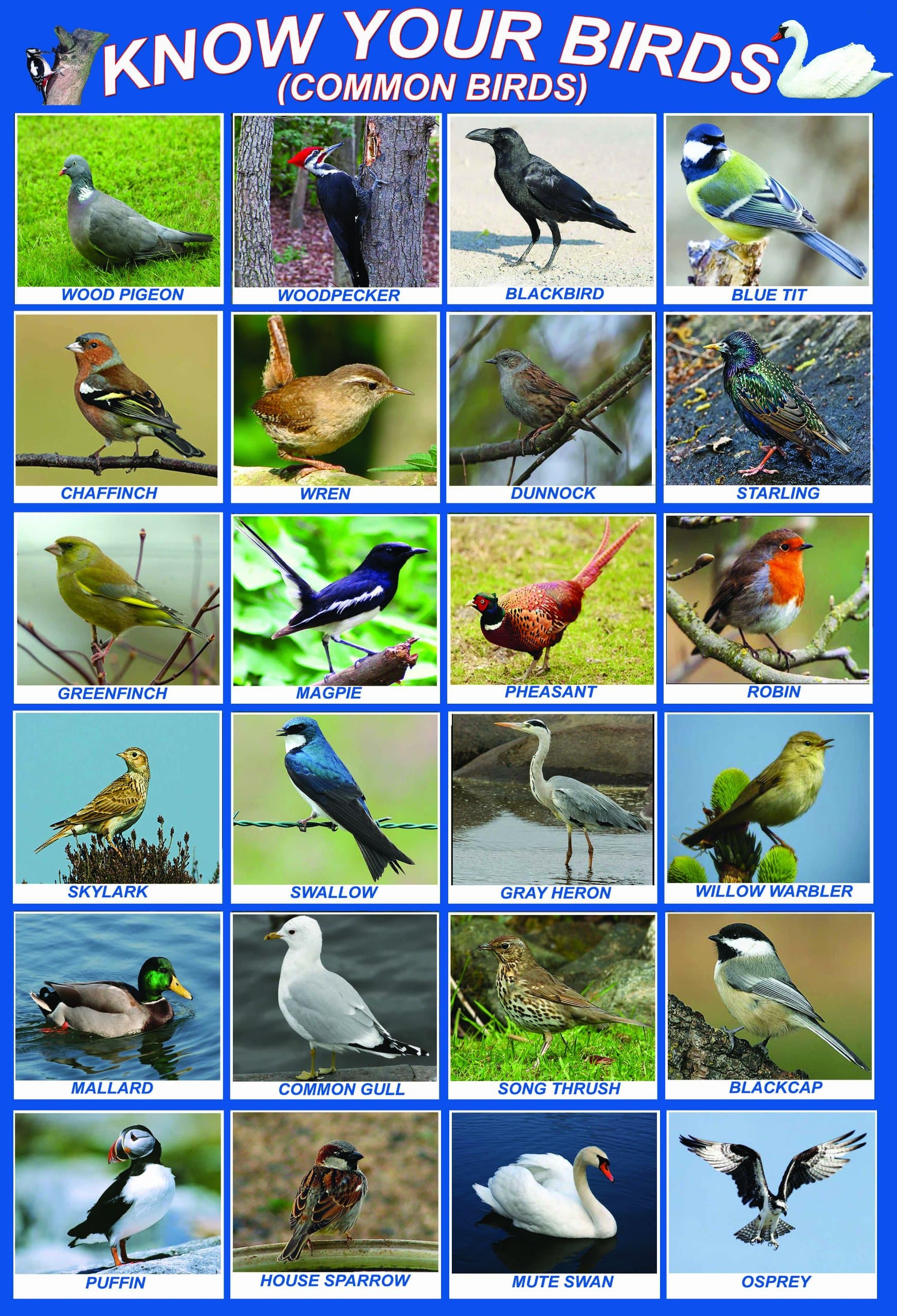 laminated KNOW YOUR BIRDS | british uk England great britain native birds | wildlife | educational poster wall chart