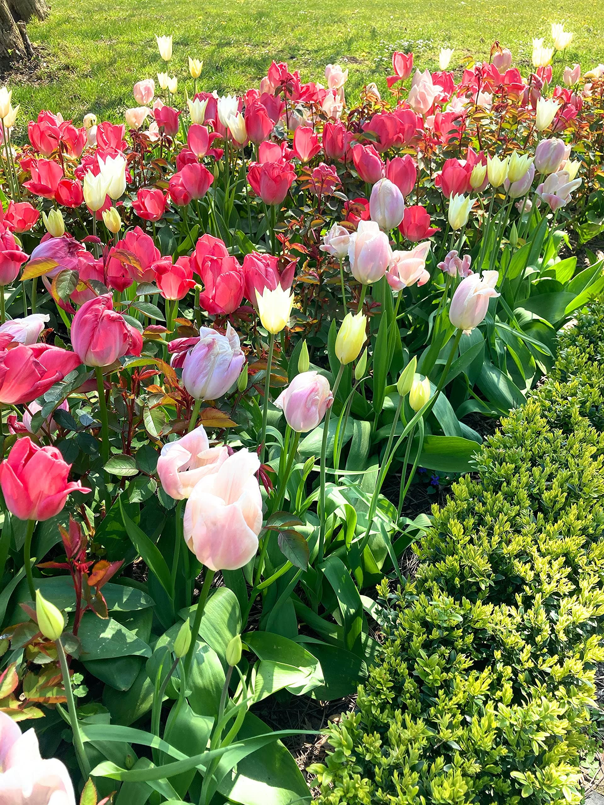 30 Bulbs of Tulip (Mixed Varieties) Includes Postage