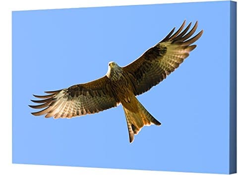Canvas Print - Red Kite in flight on a beautiful summers day (16 x 24 inch)