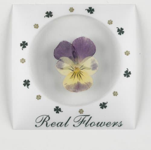 Viola Pressed Flower Stickers (pack of 25)