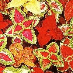 Coleus T&M Prize