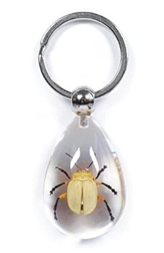 Real Golden Leaf Beetle - Key Ring CLEAR BLOCK Insect Specimen SK0825