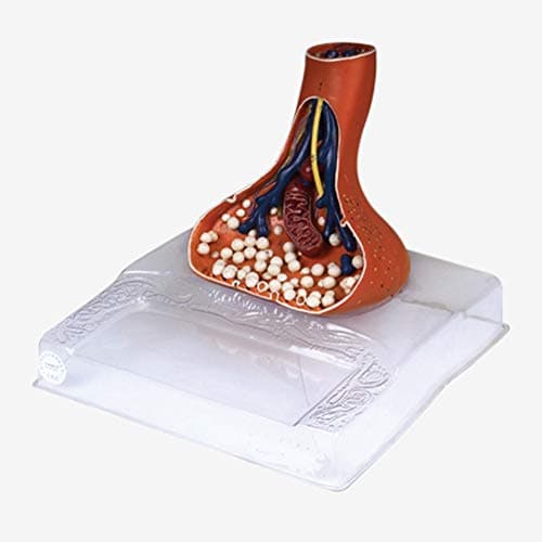 XIEJI Nerve Ending Synaptic Amplification Model Nervous System Human Anatomy