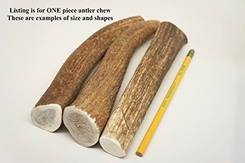 ONE (1) Extra Large Sized Elk Antler Chew Bone for Large Dogs, 8" - 10 Long Antler, elk Antler chew for Large Dogs 50-80 pounds, Antler Dog Horn