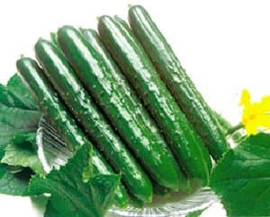 Summertop Hybrid Cucumber Seeds