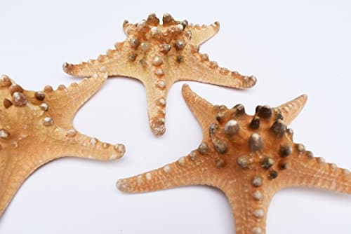 6 Extra Large Knobby Starfish 6" - 7" dried Beach Wedding Crafts Decor Sea Star Cute Nautical Coastal