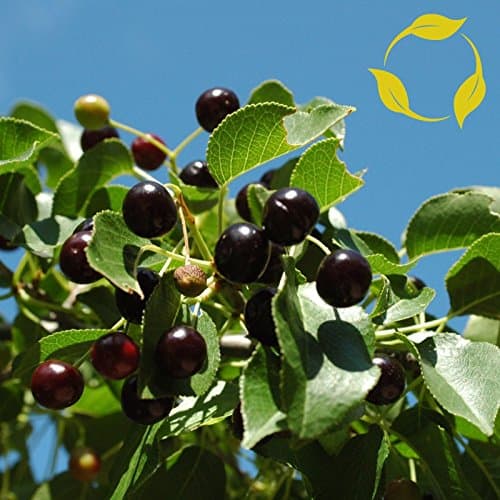 MAHALEB Cherry Prunus Mahaleb 15,25,50 Seeds