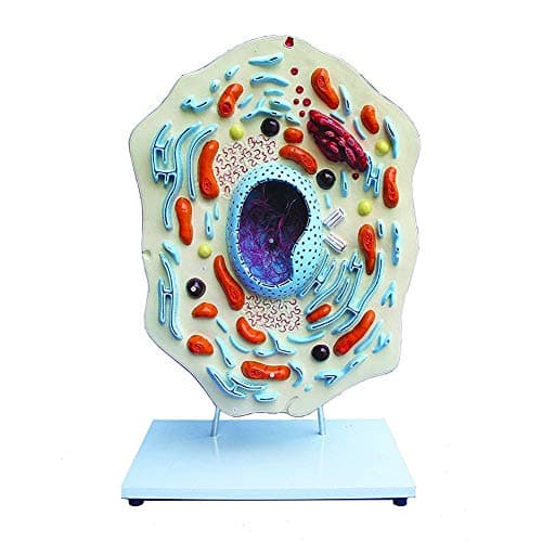 GHTTHJ Animal Cell Micro Structural Model Biology Teaching Display Science Toy,30 * 19 * 43CM