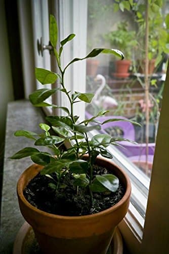 10 THAI KAFFIR LIME SEEDS, Fragrant & Organic Source of Lime Leaves for Cooking