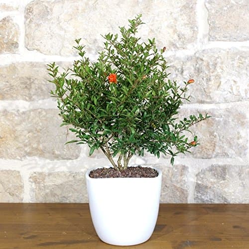 Pomegranate Bonsai Tree in a Square White Pot 14 cm.