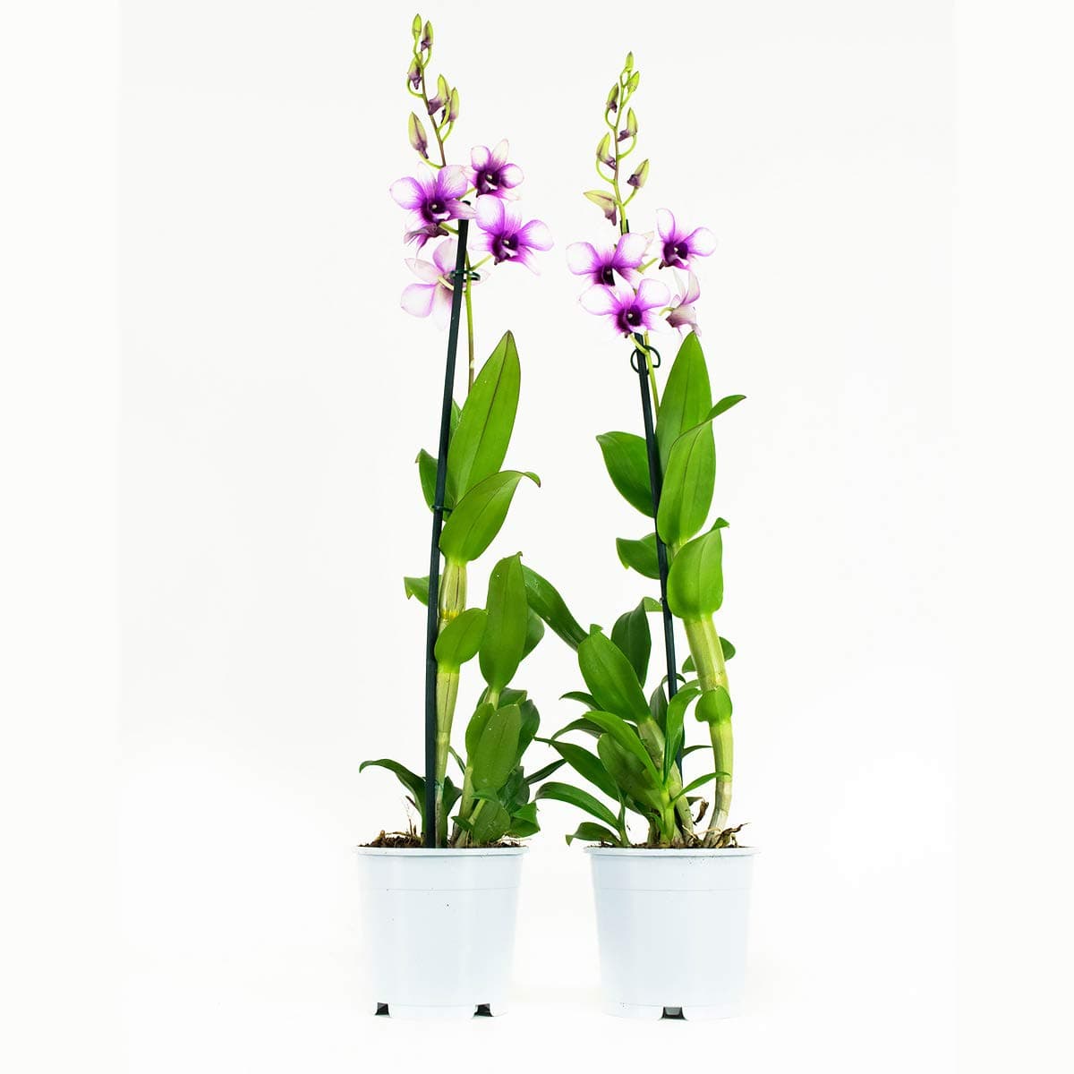 Orchids from Botanicly – 2 × Dendrobium Sa-Nook – Height: 55 cm, 1 stem
