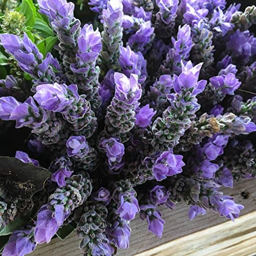 Lavender Seed Collection, Three Packets: Spanish (~100 seeds), Vera (~100 seeds) and Yellow Spanish (~80 seeds) by All Good Things Organic Seeds: Certified Organic, Non-GMO, Heirloom, Open Pollinated