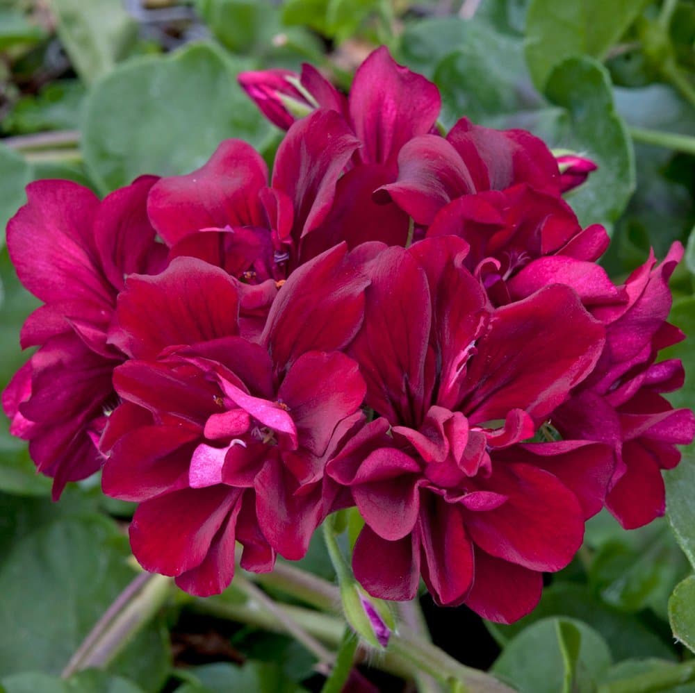 6 Premium Plug Plants Geranium Ivy Leaf Precision Burgundy Red