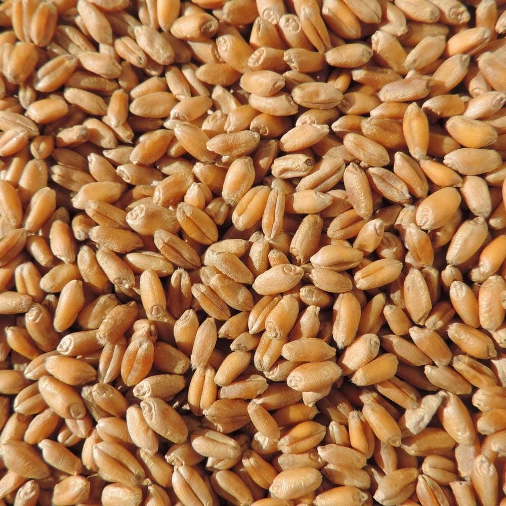 Instant Sunshine Wheatgrass microgreen Sprouting Seeds - 100 Grams