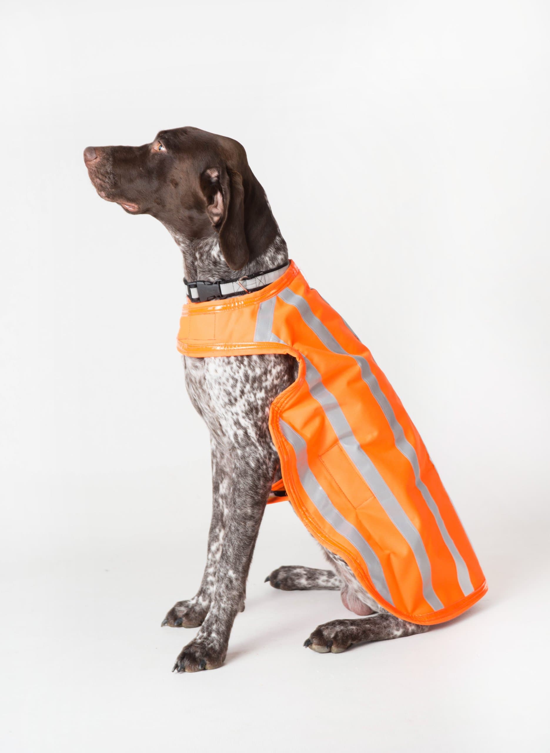 Dog Hunting Jacket (High Visibility / WaterProof) LARGE