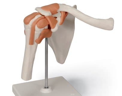 865 Functional Shoulder Joint Model
