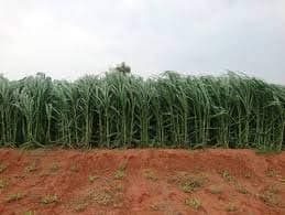 Intagrofarms Super Napier - 50 Grass Slips