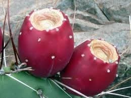 Prickly Pear Cactus Fruit (Set of 6)