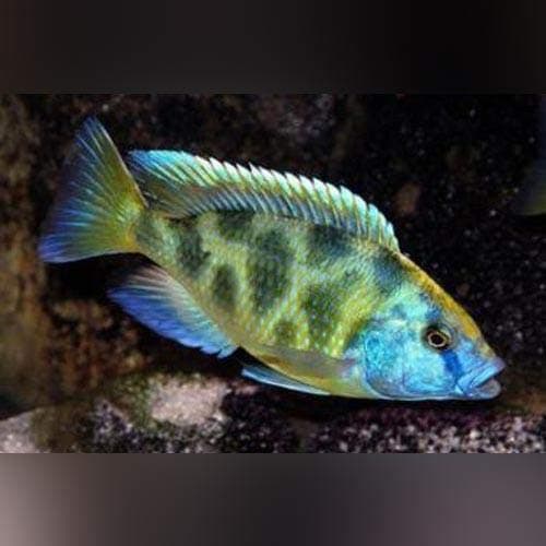 Venustus Cichlid - Live Aquarium Tropical Fish
