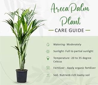 Garden Art live indoor plant (Areca Palm)