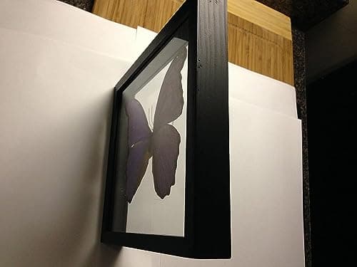 Real Blue Morpho Butterfly Framed and Mounted in Black Display by Ben the Butterfly Guy