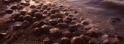 Horseshoe crabs (Limulus polyphemus) spawning Port Mahon Delaware River Delaware USA Poster Print (18 x 7)