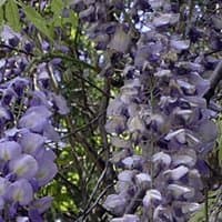 Wisteria sinensis 'Prolific' 15cm Deep Pot Size