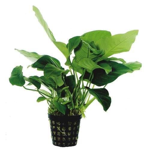 Anubias barteri var. nana