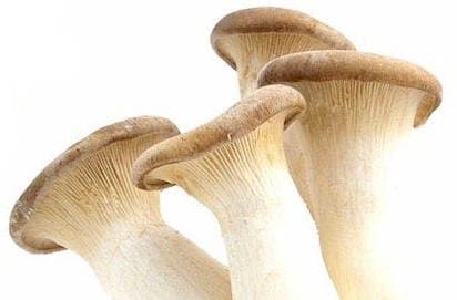 King Oyster Mushroom Growing Spawn Plugs 40 Count