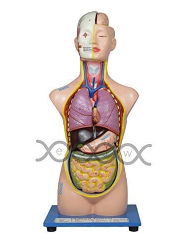 ESAW Human Torso Figurine (18 Inches)