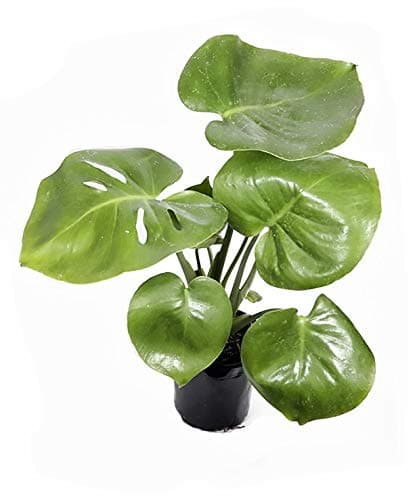 Monstera Deliciosa - Swiss Cheese Plant - Split Leaf Philadendron